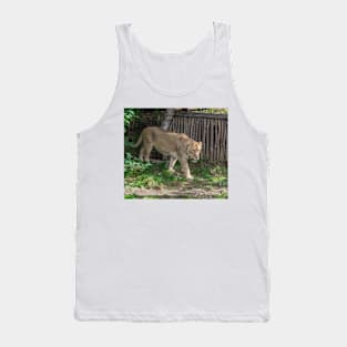 Lioness at the zoo Tank Top